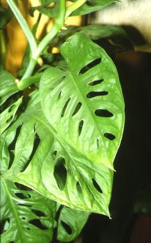 Die "Fenstertute" wirkt wie eine Monstera, hat aber wesentlich kleinere Bltter.