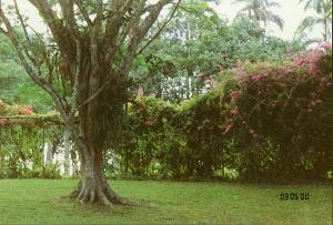 In den Troben wird Bougainvillea besonders ppig - hier im botanischen Garten Aburi, Ghana.