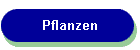 Pflanzen