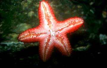 Gemeine Seesterne (Asterias rubens) kommen in Nord- und Ostsee vor und knnen bis 30 cm Durchmesser erreichen.