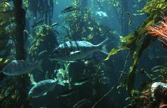Das Tangwald-Aquarium