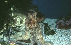 Diversity Hall Octopus vulgaris