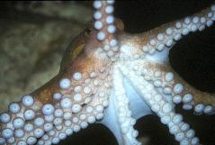 Diversity Hall Octopus vulgaris