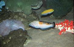 Diversity Hall Corys aygula, Spiegelfleck-Lippfisch