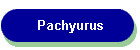 Pachyurus