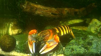 Cherax papuanus