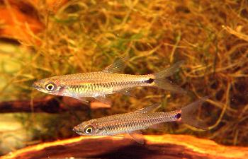 Rasbora brittani Axelrod