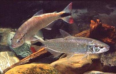 Salminus hilarii - Salminus sind große piscivore, d.h. fischfressende Raubfische.