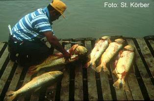 Fischer mit kapitalen "Dorados", Salminus brasiliensis - Rio Pananá, Argentinien  Foto: Stefan Körber