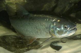 Salminus brasiliensis im aquarium