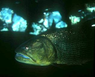 Portrait einer riesigen Dourado im natrlichen Lebensraum, Rio da Prata, Mato Grosso do Sul, Brasilien