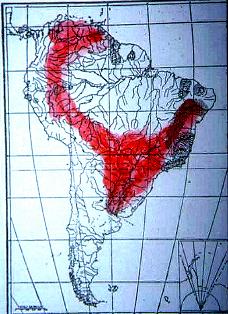 Verbreitung der Gattung Salminus in Sdamerika