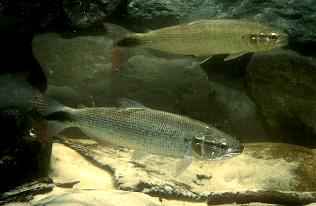 Adulte Salminus cf. affinis aus dem Rio Araguaia, Goias, Brasilien