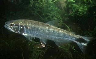 Salminus cf. affinis juvenil, Rio Araguaia, Goias, Brasilien