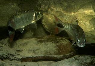 Salminus cf. affinis, Rio Araguaia