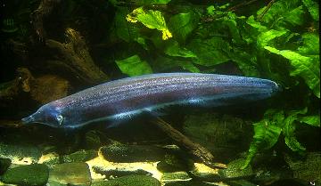 Sternarchorhamphus muelleri