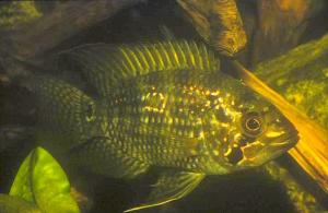 Territoriales Männchen von Acaronia nassa