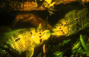 Kämpfende Männchen an der Reviergrenze