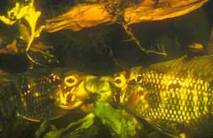 Kämpfende Männchen an der Reviergrenze