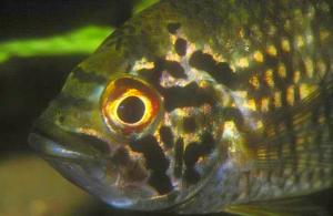 Acaronia vultuosa Männchen (Portrait)