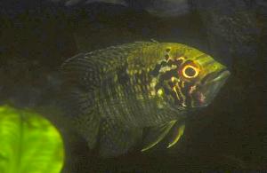 Männchen von A. vultuosa