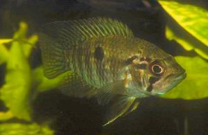 Weibchen von A. vultuosa