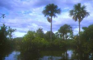 Cano el Toro, Rio Guariquito, Estado Guarico, Llanos Venezuelas, Lebensraum von A. vultuosa
