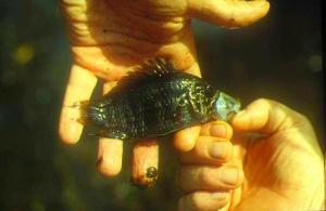 Frisch gefangener A. vultuosa, Cano el Toro, Venezuela