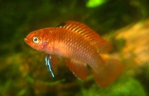 Badis spec. "Red Flame"