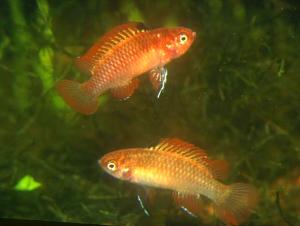 Badis spec. "Red Flame" Mnnchen