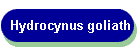 Hydrocynus goliath
