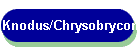Knodus/Chrysobrycon