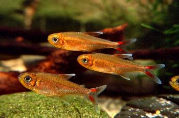 Hemigrammus sp. "Orange Peru"