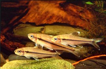 Ceratobranchia obtusirostris