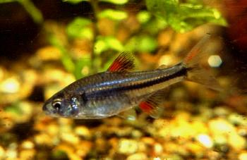 Creagrutus lassoi
