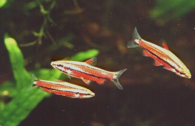 Nannostomus marginatus "Purple"