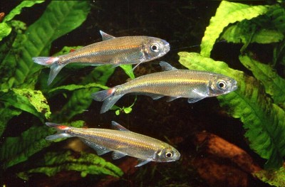  Bryconops caudomaculatus (G�nther, 1864)