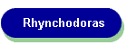 Rhynchodoras