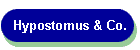 Hypostomus & Co.