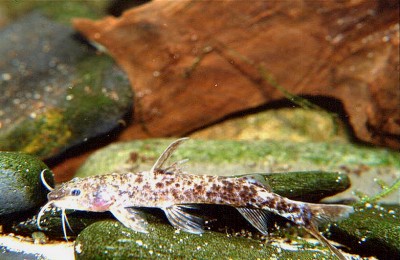 Pimelodidae sp. "Rio Apure"