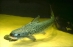 Die Coroat�, Platynematichthys notatus ist ein wendiger und schneller R�uber