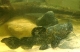 Pseudopimelodus fowleri von Rio Sao Francisco im Brasilien ist ein Aggressiver und gefriger Ruber. Er erreicht eine Lnge von eztwa 60 cm
