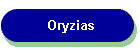 Oryzias