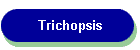 Trichopsis