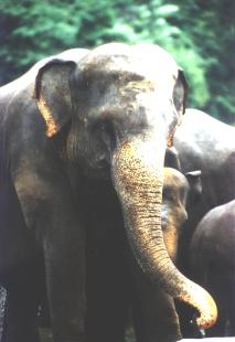 Pigmentstrungen im Kopf- und Rsselbereich sind das charakteristische Merkmal der Elefanten auf Lanka.