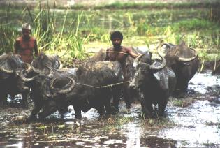 Vater und Sohn und sieben "waterbuffalos".