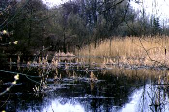 Teilansicht des nördlichen Uferbereichs des Malchower Sees