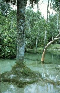 Glasklares Wasser - Traumbiotop Pozo Azul