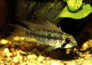 Mnnchen von Apistogramma sp. "Breitbinden" vom Cano Morrocoy.