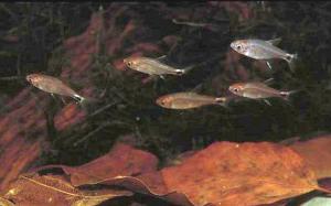 Pfeffersalmler, Axelrodia risei, waren die hufigsten Fische im Cano Morrocoy.